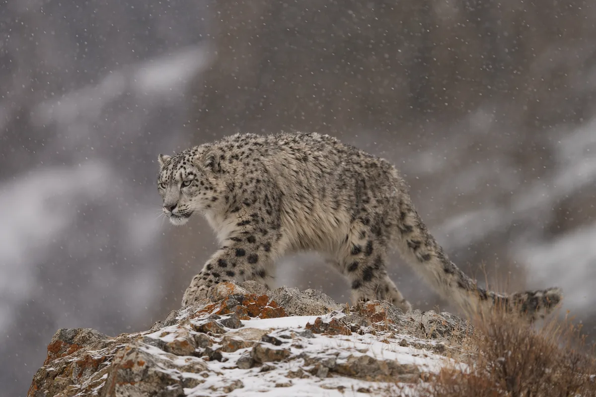 AI generated wildlife photo of a snow leopard in falling snow