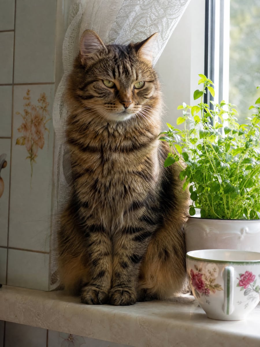 Original photo of a cat on a windowsill